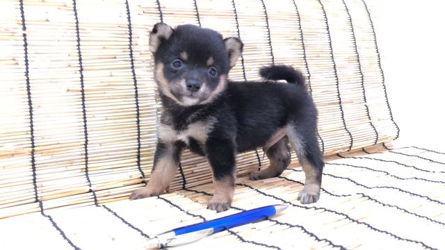 豆柴（柴犬）