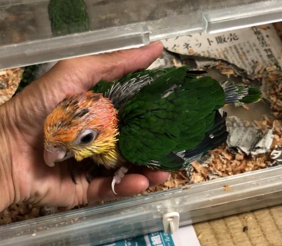 シロハラインコ