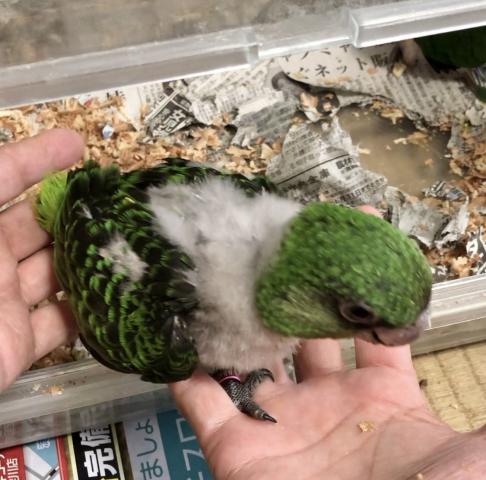 ズアカハネナガインコ