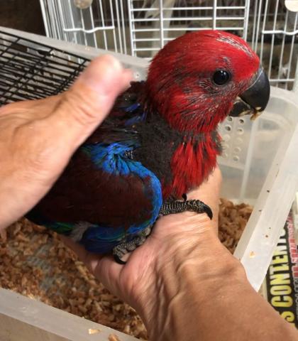 オオハナインコ