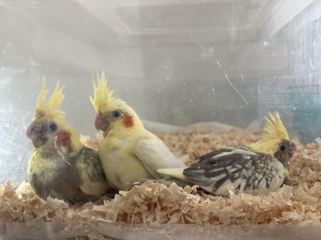 オカメインコ