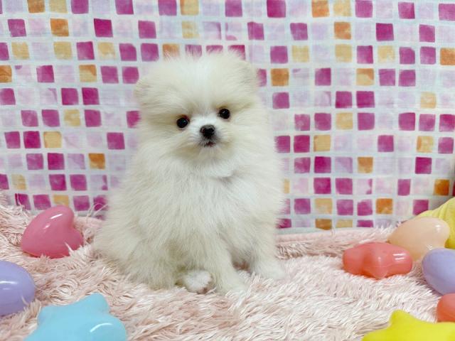 ポメラニアン