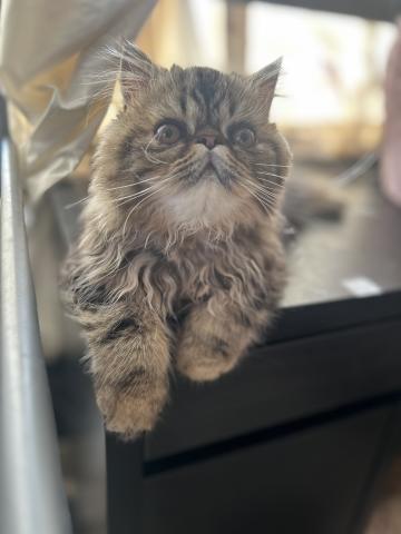 エキゾチックロングヘアー