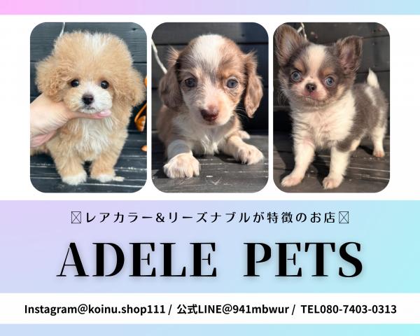 ADELE PETS