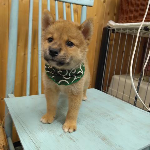 柴犬