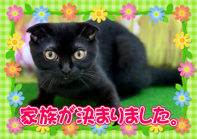 スコティッシュフォールド（短毛、折れ耳）