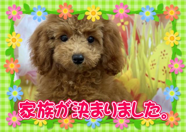 トイプードル