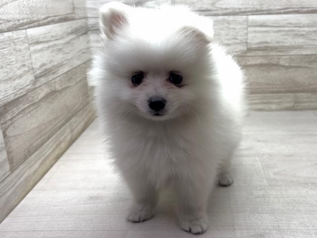 ポメラニアン
