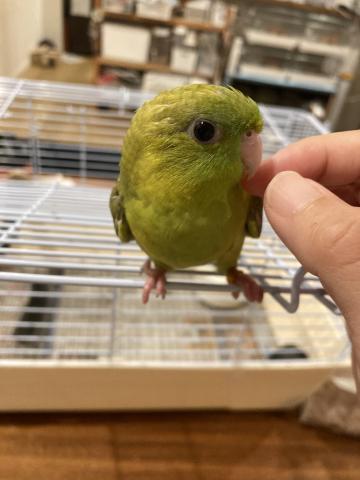 サザナミインコ（スパングル）３号