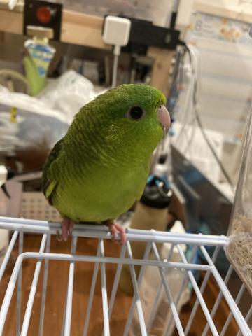 サザナミインコ（グリーン）１号