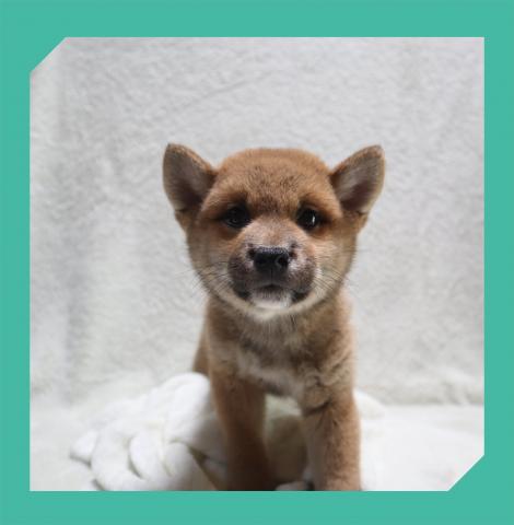 柴犬
