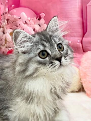 サイベリアン♡グラッド