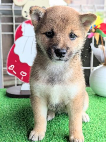 柴犬豆柴
