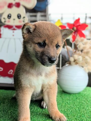 柴犬豆柴