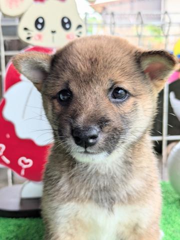 柴犬豆柴