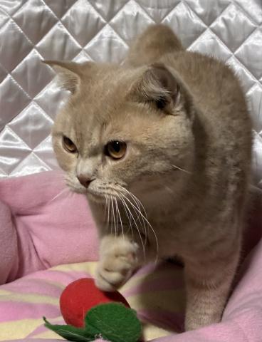 スコティッシュフォールド