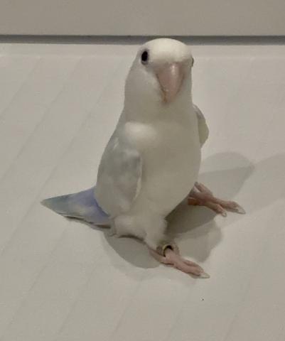 コザクラインコ
