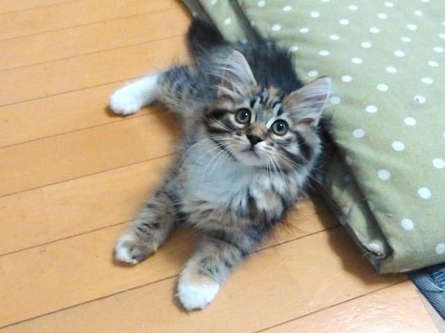 ノルウェージャンフォレストキャット