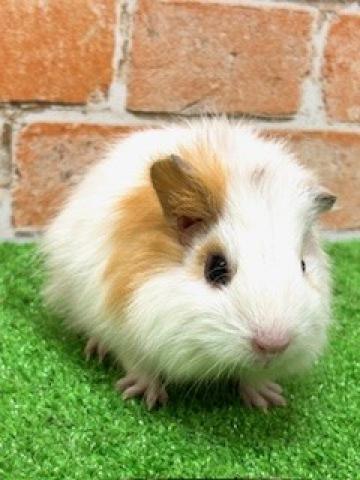大きいお耳とまん丸ボディが特徴です✨