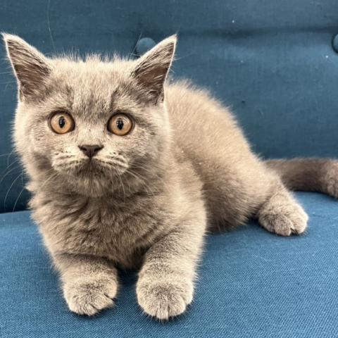 ブリティッシュショートヘア
