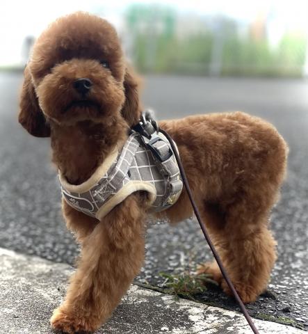 トイプードル✨Tカッププードル✨プレミアクラス✨《Tカップサイズ確定犬》完璧なマナートレーニング済みの賢い子✨