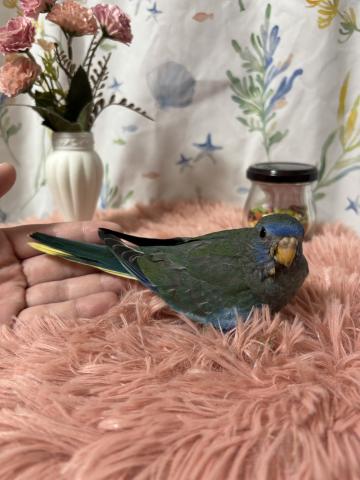 ヒムネキキョウインコ