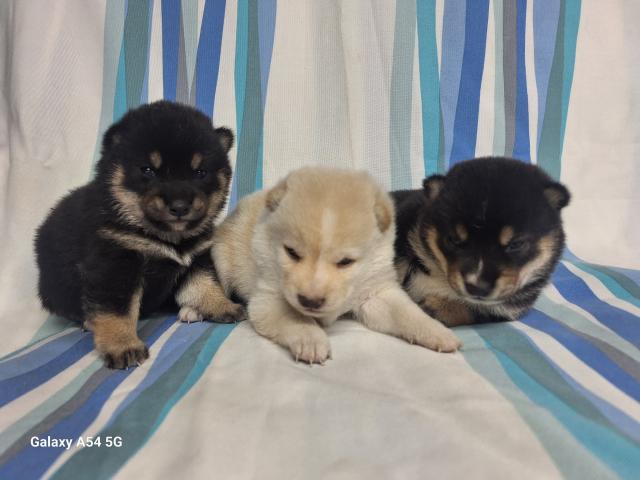 柴犬豆柴