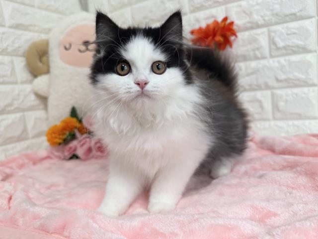 スコティッシュフォールド