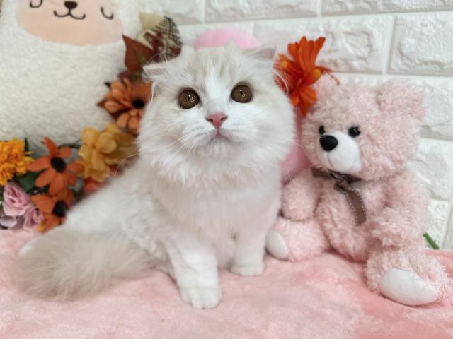 スコティッシュフォールド