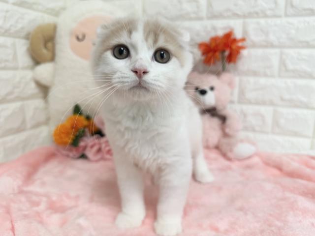 スコティッシュフォールド