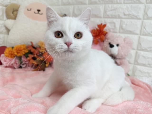 スコティッシュフォールド