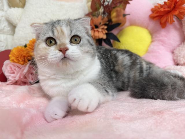 スコティッシュフォールド