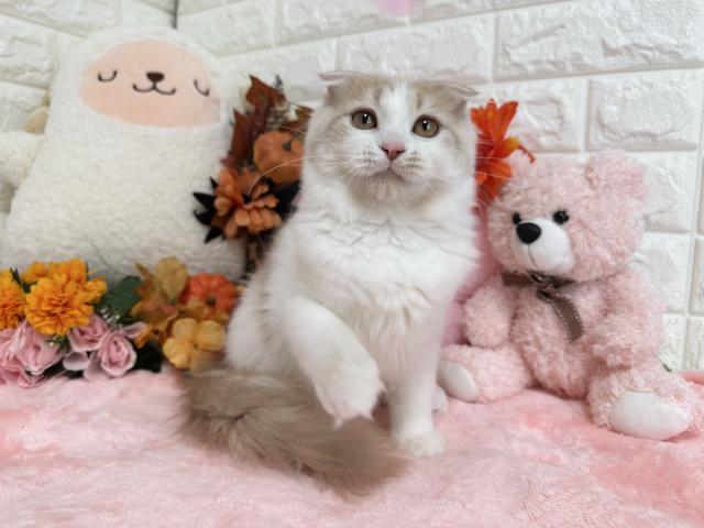 MIX（雑種）スコティッシュ×マンチカン