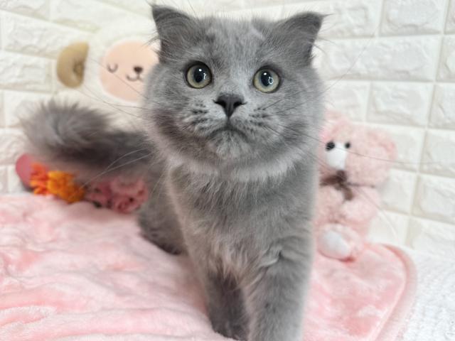 スコティッシュフォールド