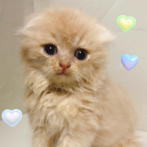 スコティッシュフォールド