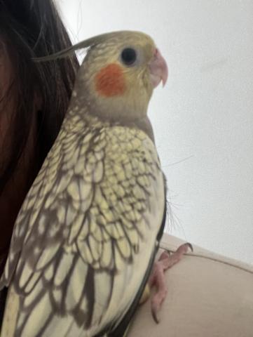 オカメインコ　シナモンパールパイド