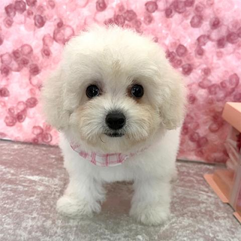 ビションフリーゼホワイト♪成犬時4kg程予想