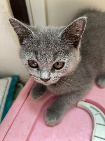 ブリティッシュショートヘア