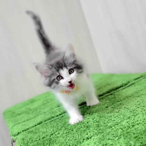 MIX（雑種）