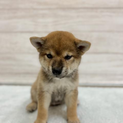 柴犬