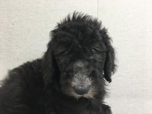 スタンダードプードル子犬