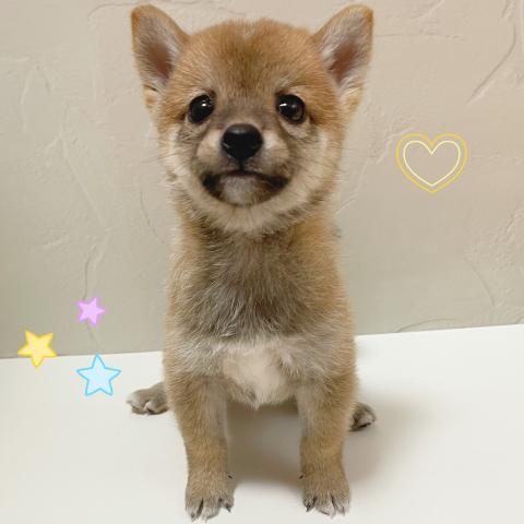 柴犬豆柴