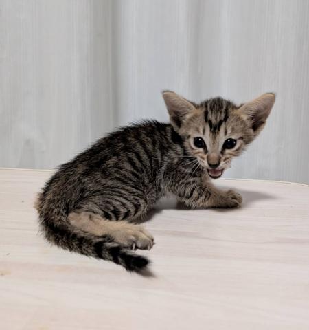 MIX（雑種）サバンナF8a　サバンナ×シャム　の子猫　見た目はほぼサバンナです。