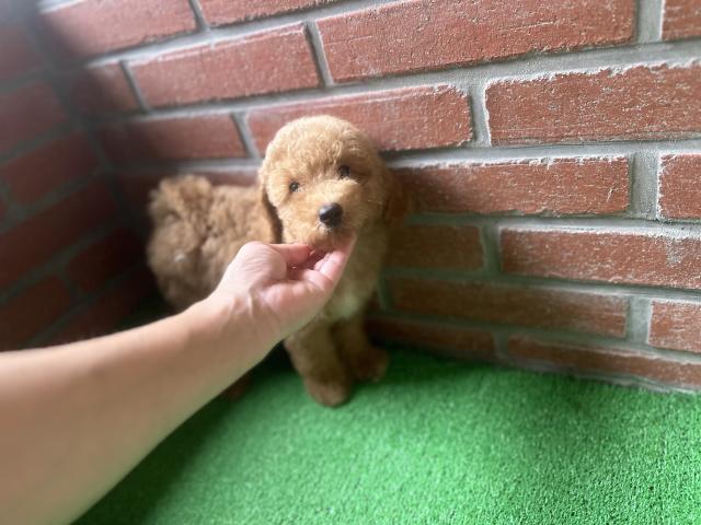 トイプードル