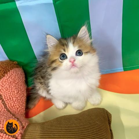 スコティッシュフォールド