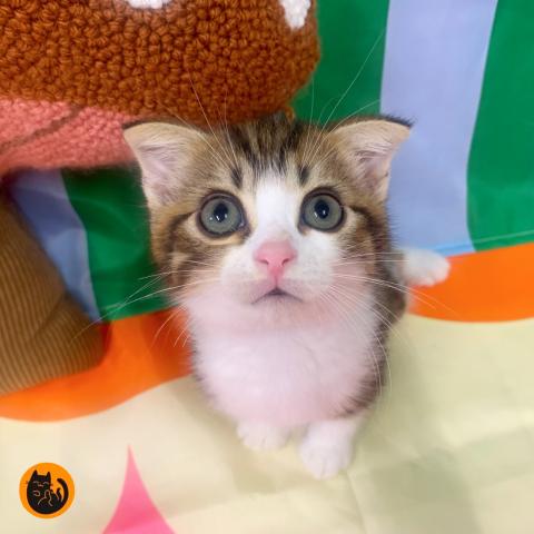 スコティッシュフォールド
