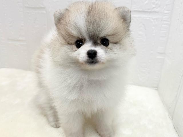 ポメラニアン