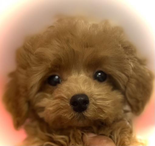トイプードルタイニーサイズ✨素敵な飼い主さん募集中✨