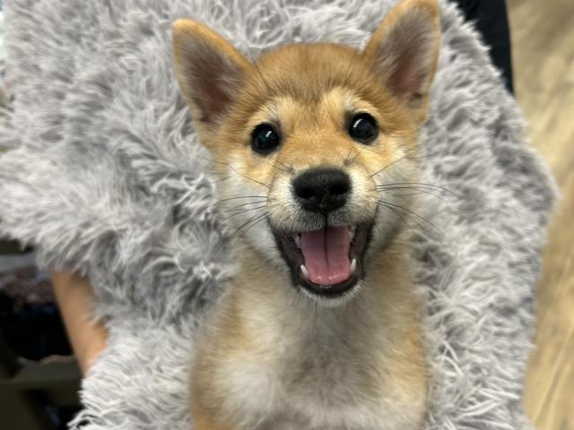 柴犬