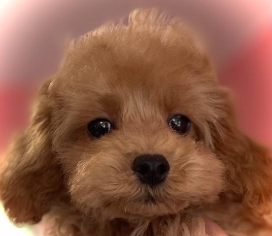 トイプードルタイニーサイズ✨素敵な飼い主さん募集中✨